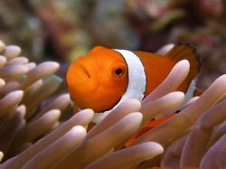 Nemo-Great Barrier Reef c5060 Light and Motion housing by Joshua Miles 
